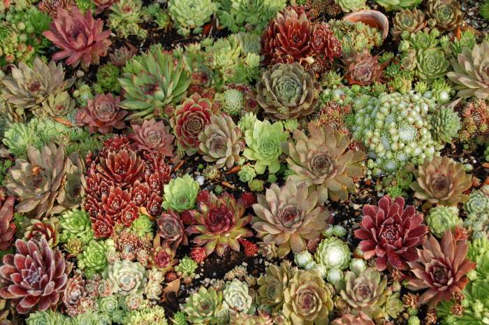 Sempervivum Dachwurz Hauswurz